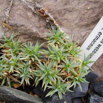 Dianthus webbianus