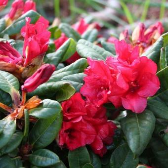 Rhododendron ‘Scarlet Wonder’