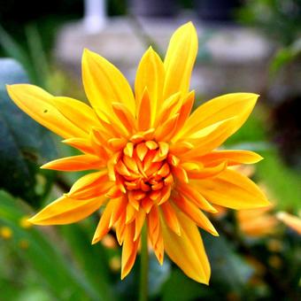 Dahlia 'Gold Crown'