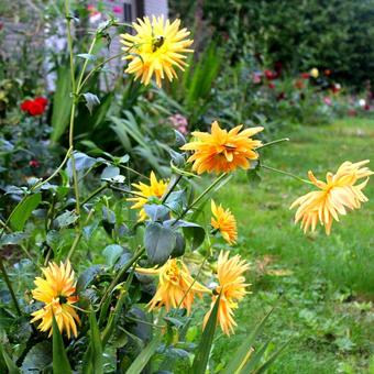 Dahlia 'Gold Crown'