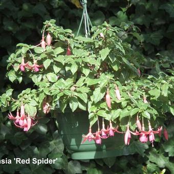 Fuchsia 'Red Spider'