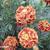 Tagetes