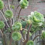 Aeonium - Vetplant