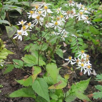 Aster divaricatus