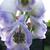 Aconitum carmichaelii 'Cloudy'