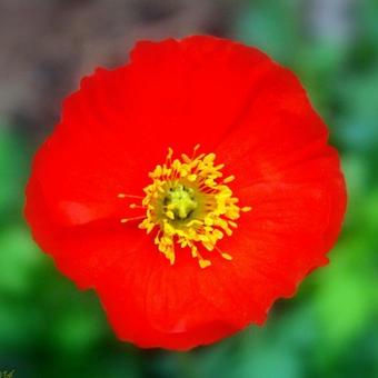 Papaver nudicaule 'Gartenzwerg'