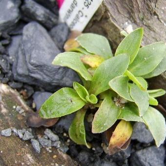 Calceolaria uniflora