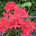 Pelargonium  'Urchin' - Geranium