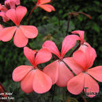 Pelargonium 'Alde' - Geranium