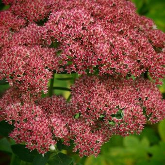 Sedum