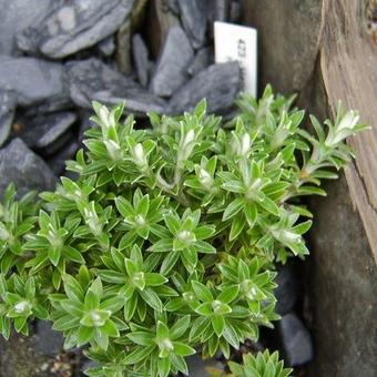 Helichrysum retortoides