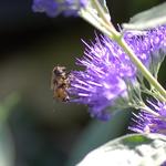 Caryopteris x clandonensis 'Kew Blue' - Blauwe spirea , baardbloem, herfstsering