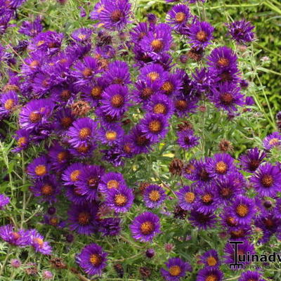 Aster - Aster novae-angliae 'Purple Dome'