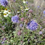 Knautia longifolia - Langbladige weduwebloem, Langbladige beemdkroon