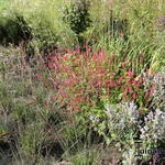 Persicaria amplexicaulis 'Border Beauty' - Duizendknoop