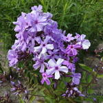 Phlox paniculata 'Blue Evening' - Vlambloem, floks