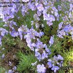 Veronica austriaca 'Ionian Skies' - Ereprijs, Brede ereprijs