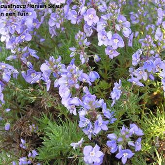 Veronica austriaca 'Ionian Skies'