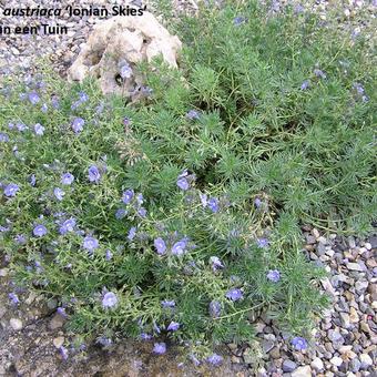 Veronica austriaca 'Ionian Skies'