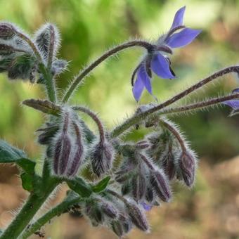 Borago officinalis