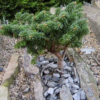 Abies balsamea 'Nana'