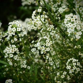 Lobularia maritima 'Snow Cloth'