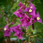 Bougainvillea glabra ‘Alexandra’ - Bougainville