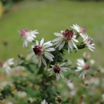 Aster lateriflorus 'Prince'