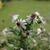 Aster lateriflorus 'Prince'