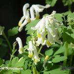 Corydalis ochroleuca - Geelwitte Helmbloem