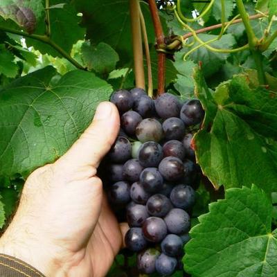 Druif - Vitis vinifera 'New York Muscat'