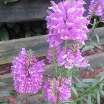 Physostegia virginiana 'Bouquet Rose'