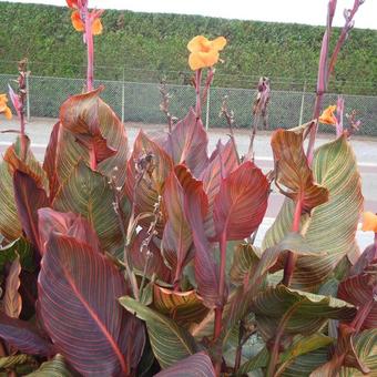 Canna TROPICANNA-serie