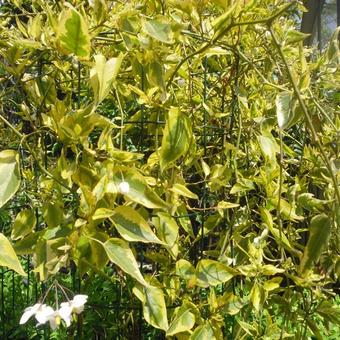 Solanum jasminoides 'Variegata'