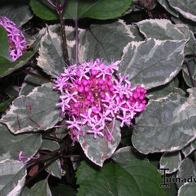 Clerodendrum bungei 'Pink Diamond' - Kansenboom, Pindakaasstruik