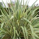 Phormium 'Golden Ray' - Nieuw Zeelands vlas