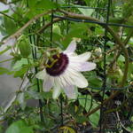 Passiflora 'Panda' - Passiebloem