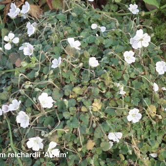 Erodium reichardii 'Album'