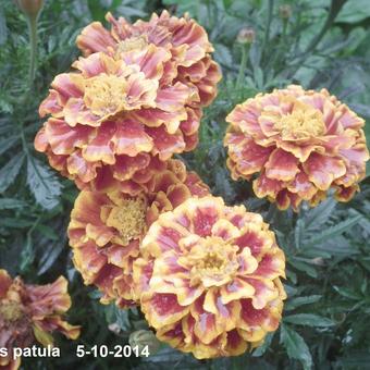 Tagetes