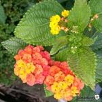 Lantana camara 'Chelsea Gem' - Wisselbloem, Bourbontje