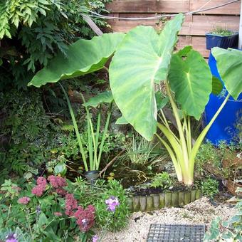 Colocasia esculenta