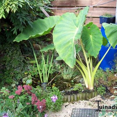 Olifantsoor - Colocasia esculenta