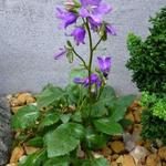 Campanula collina - Klokjesbloem