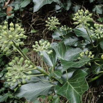 Hedera helix