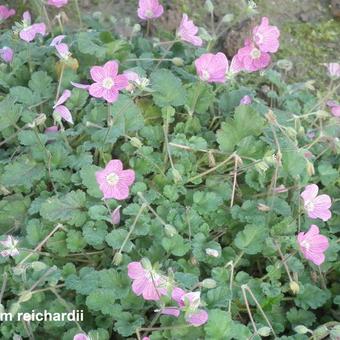 Erodium reichardii