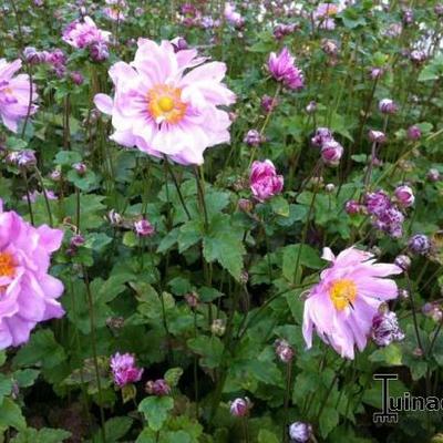 Japanse anemoon - Anemone  hybrida 'Mont Rose'