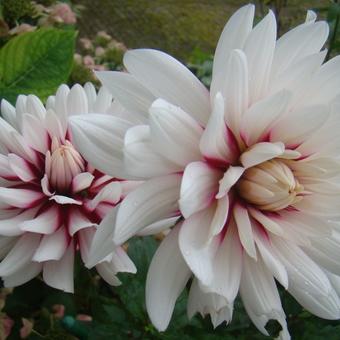 Dahlia 'Rebecca's World'