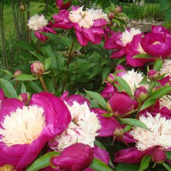 Paeonia lactiflora 'White Cap'