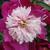 Paeonia lactiflora 'White Cap'