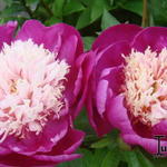 Paeonia lactiflora 'White Cap' - Pioen